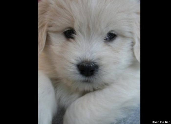 ¿Qué hacen un tigre o un león si les dejas una caja de cartón? El mejor vídeo de bichinos de la semana (VÍDEO)