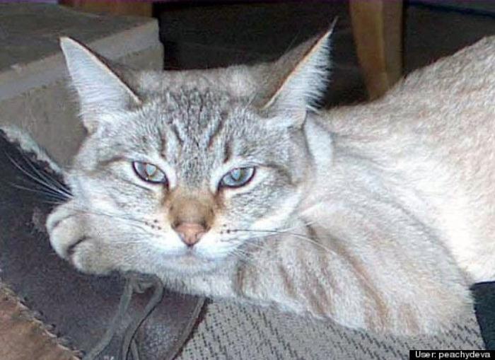 ¿Qué hacen un tigre o un león si les dejas una caja de cartón? El mejor vídeo de bichinos de la semana (VÍDEO)