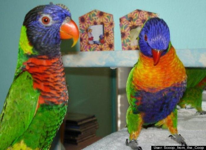 ¿Qué hacen un tigre o un león si les dejas una caja de cartón? El mejor vídeo de bichinos de la semana (VÍDEO)