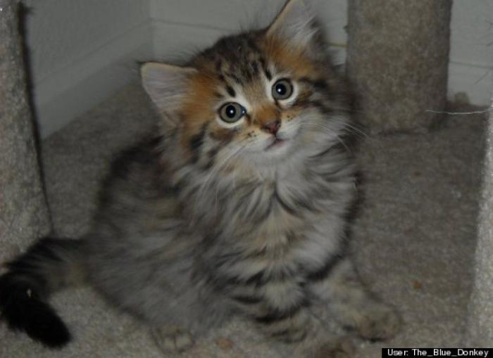 ¿Qué hacen un tigre o un león si les dejas una caja de cartón? El mejor vídeo de bichinos de la semana (VÍDEO)