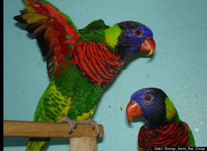 ¿Qué hacen un tigre o un león si les dejas una caja de cartón? El mejor vídeo de bichinos de la semana (VÍDEO)