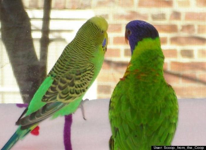 ¿Qué hacen un tigre o un león si les dejas una caja de cartón? El mejor vídeo de bichinos de la semana (VÍDEO)