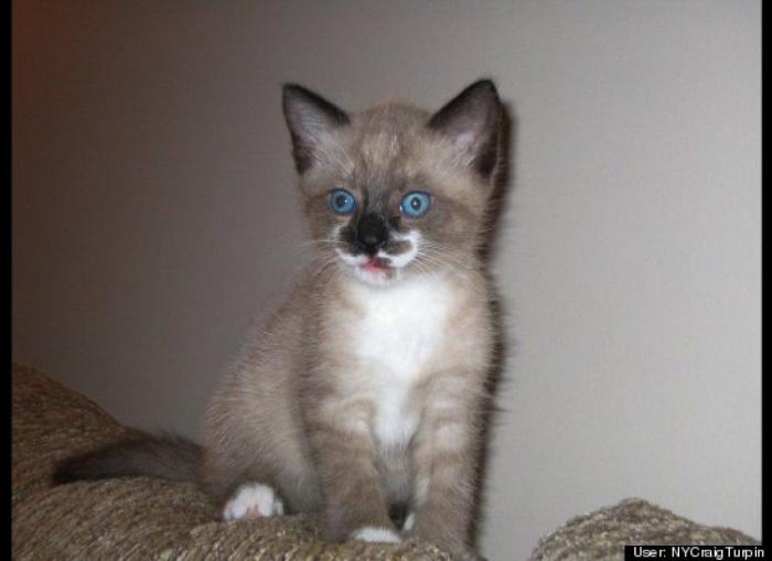 ¿Qué hacen un tigre o un león si les dejas una caja de cartón? El mejor vídeo de bichinos de la semana (VÍDEO)