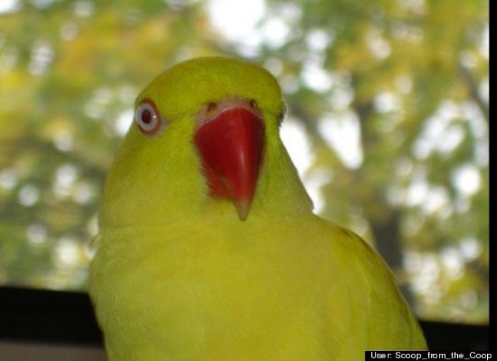 ¿Qué hacen un tigre o un león si les dejas una caja de cartón? El mejor vídeo de bichinos de la semana (VÍDEO)