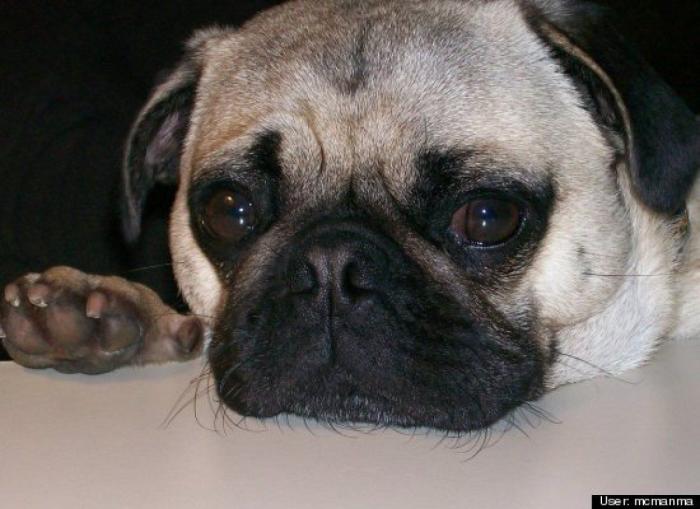 ¿Qué hacen un tigre o un león si les dejas una caja de cartón? El mejor vídeo de bichinos de la semana (VÍDEO)