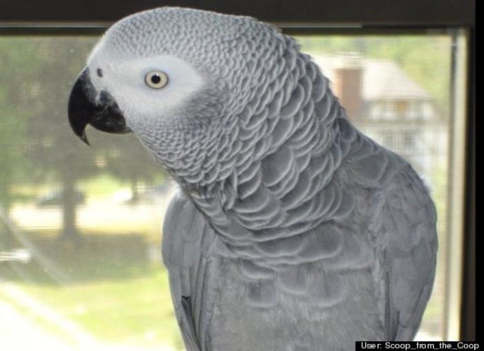 ¿Qué hacen un tigre o un león si les dejas una caja de cartón? El mejor vídeo de bichinos de la semana (VÍDEO)