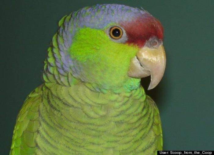 ¿Qué hacen un tigre o un león si les dejas una caja de cartón? El mejor vídeo de bichinos de la semana (VÍDEO)