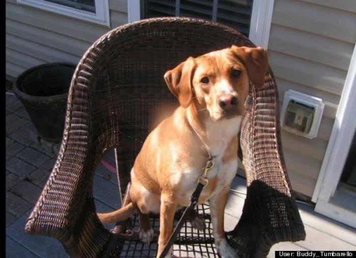 ¿Qué hacen un tigre o un león si les dejas una caja de cartón? El mejor vídeo de bichinos de la semana (VÍDEO)