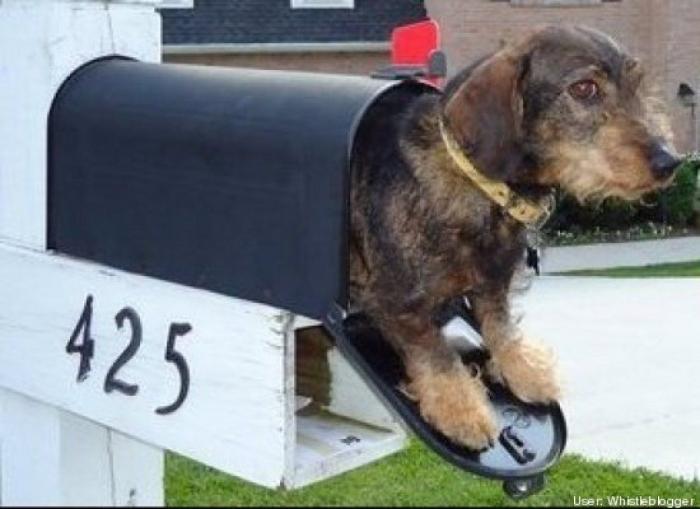 ¿Qué hacen un tigre o un león si les dejas una caja de cartón? El mejor vídeo de bichinos de la semana (VÍDEO)