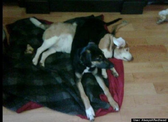 ¿Qué hacen un tigre o un león si les dejas una caja de cartón? El mejor vídeo de bichinos de la semana (VÍDEO)