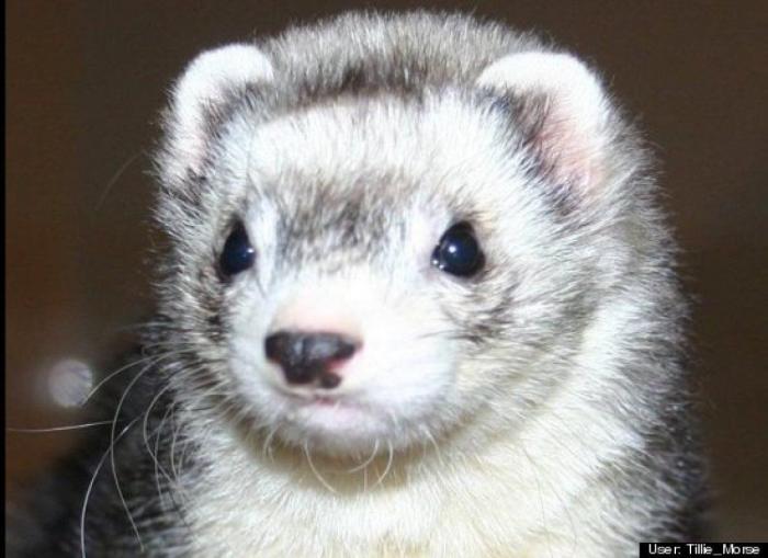 ¿Qué hacen un tigre o un león si les dejas una caja de cartón? El mejor vídeo de bichinos de la semana (VÍDEO)