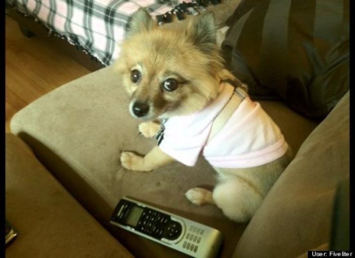 ¿Qué hacen un tigre o un león si les dejas una caja de cartón? El mejor vídeo de bichinos de la semana (VÍDEO)