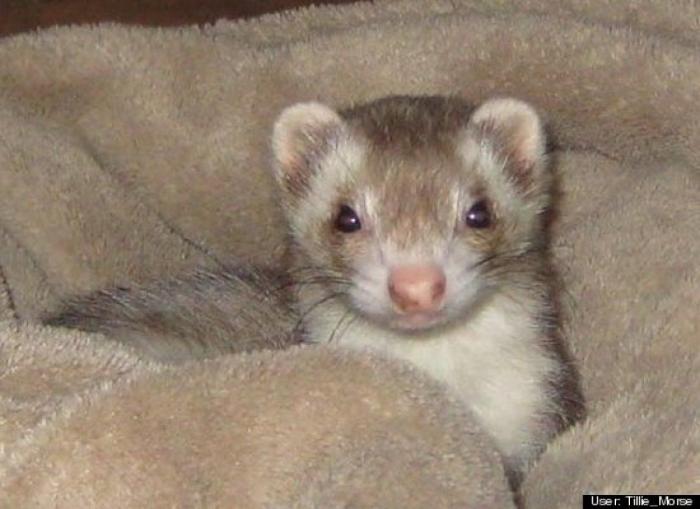 ¿Qué hacen un tigre o un león si les dejas una caja de cartón? El mejor vídeo de bichinos de la semana (VÍDEO)