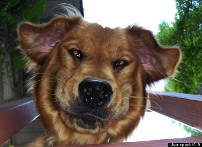 ¿Qué hacen un tigre o un león si les dejas una caja de cartón? El mejor vídeo de bichinos de la semana (VÍDEO)