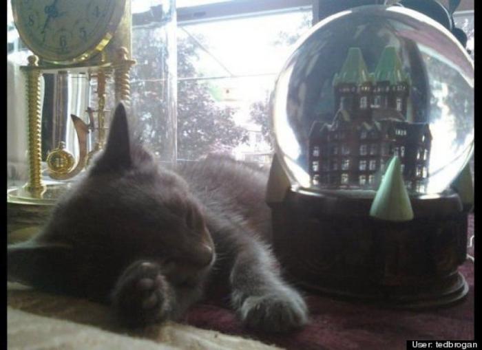 ¿Qué hacen un tigre o un león si les dejas una caja de cartón? El mejor vídeo de bichinos de la semana (VÍDEO)