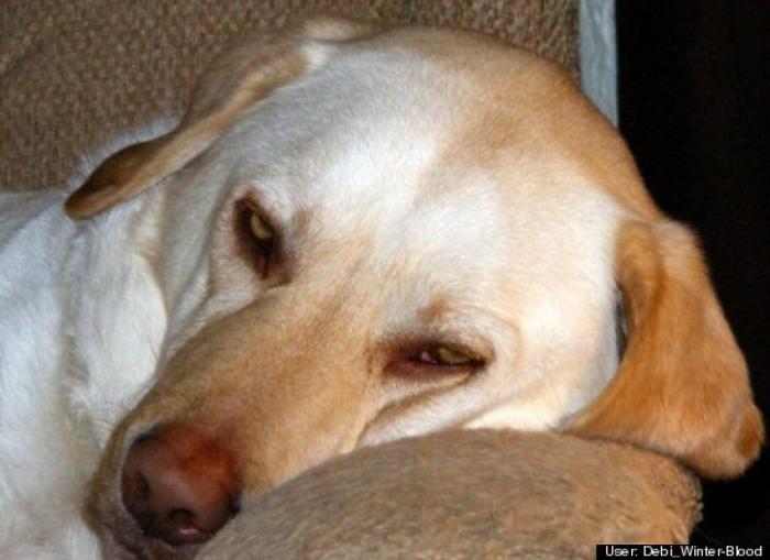 ¿Qué hacen un tigre o un león si les dejas una caja de cartón? El mejor vídeo de bichinos de la semana (VÍDEO)