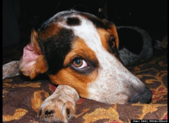 ¿Qué hacen un tigre o un león si les dejas una caja de cartón? El mejor vídeo de bichinos de la semana (VÍDEO)