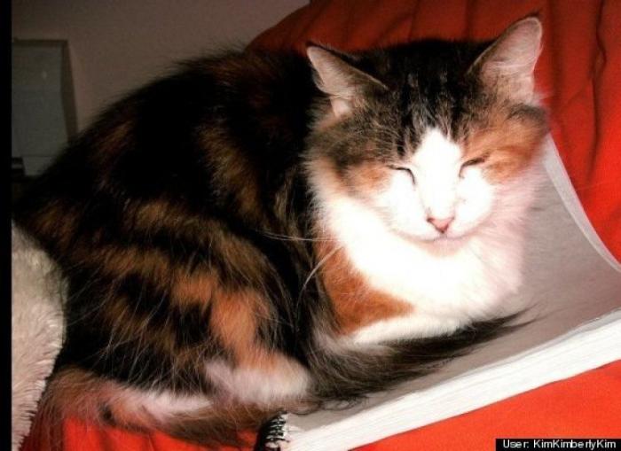 ¿Qué hacen un tigre o un león si les dejas una caja de cartón? El mejor vídeo de bichinos de la semana (VÍDEO)