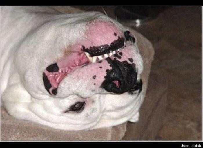 ¿Qué hacen un tigre o un león si les dejas una caja de cartón? El mejor vídeo de bichinos de la semana (VÍDEO)