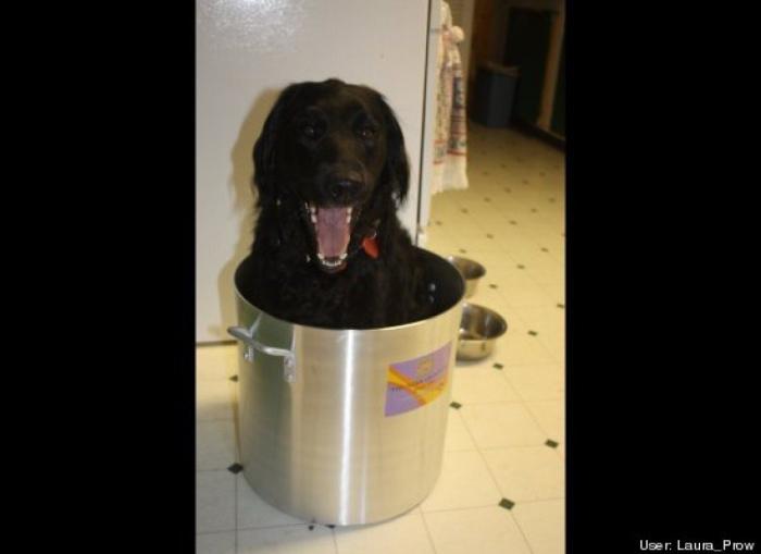 ¿Qué hacen un tigre o un león si les dejas una caja de cartón? El mejor vídeo de bichinos de la semana (VÍDEO)