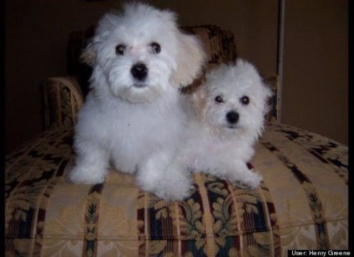 ¿Qué hacen un tigre o un león si les dejas una caja de cartón? El mejor vídeo de bichinos de la semana (VÍDEO)