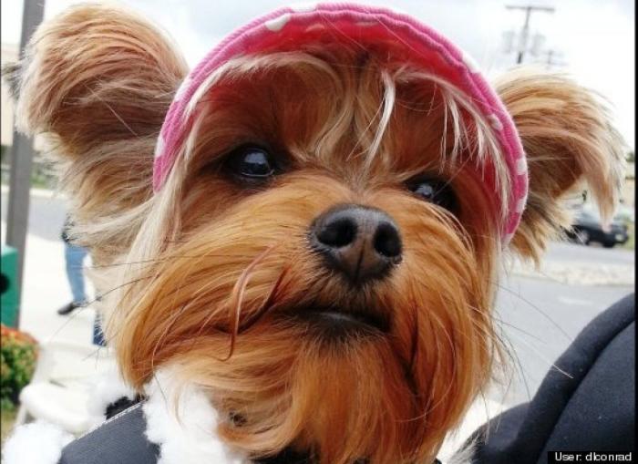 ¿Qué hacen un tigre o un león si les dejas una caja de cartón? El mejor vídeo de bichinos de la semana (VÍDEO)