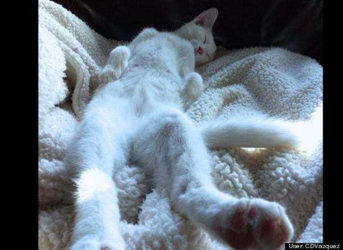 ¿Qué hacen un tigre o un león si les dejas una caja de cartón? El mejor vídeo de bichinos de la semana (VÍDEO)