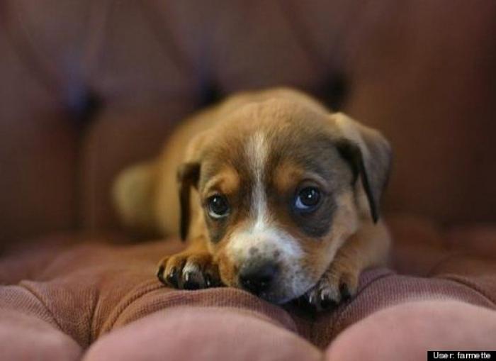 ¿Qué hacen un tigre o un león si les dejas una caja de cartón? El mejor vídeo de bichinos de la semana (VÍDEO)