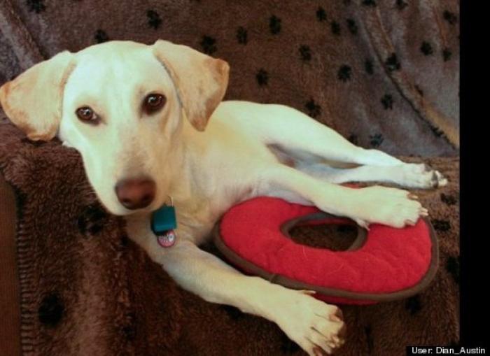 ¿Qué hacen un tigre o un león si les dejas una caja de cartón? El mejor vídeo de bichinos de la semana (VÍDEO)