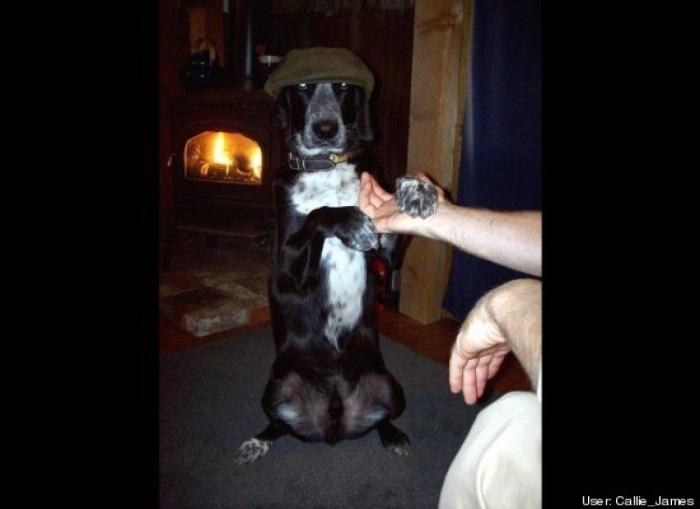 ¿Qué hacen un tigre o un león si les dejas una caja de cartón? El mejor vídeo de bichinos de la semana (VÍDEO)