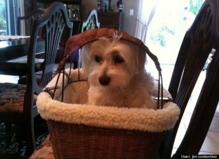 ¿Qué hacen un tigre o un león si les dejas una caja de cartón? El mejor vídeo de bichinos de la semana (VÍDEO)