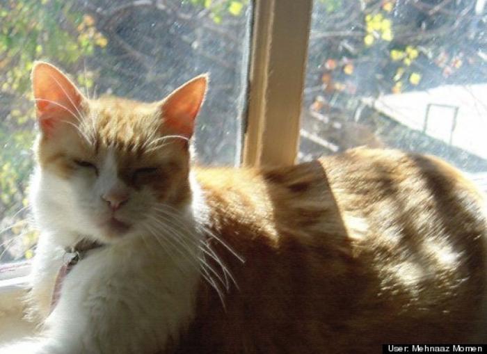 ¿Qué hacen un tigre o un león si les dejas una caja de cartón? El mejor vídeo de bichinos de la semana (VÍDEO)