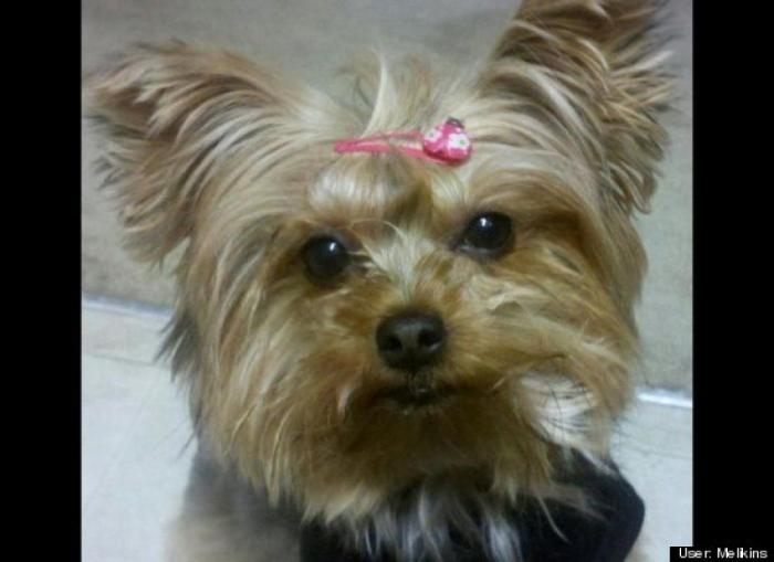 ¿Qué hacen un tigre o un león si les dejas una caja de cartón? El mejor vídeo de bichinos de la semana (VÍDEO)