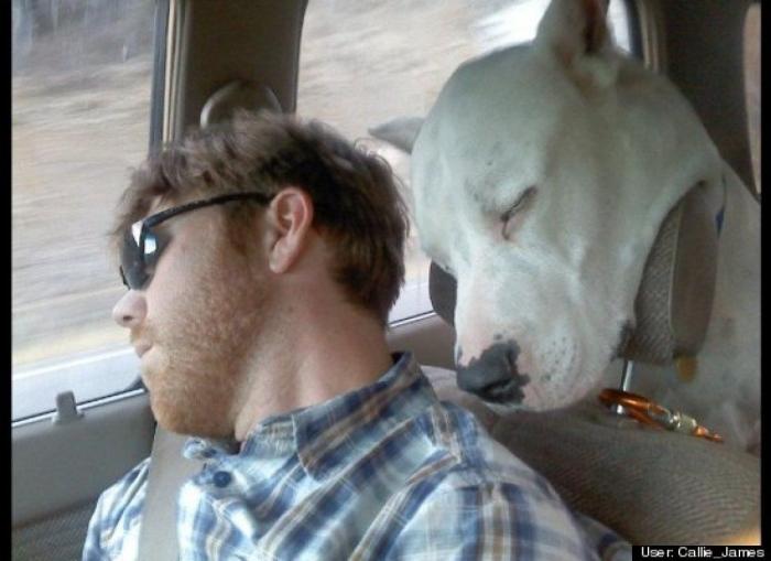 ¿Qué hacen un tigre o un león si les dejas una caja de cartón? El mejor vídeo de bichinos de la semana (VÍDEO)