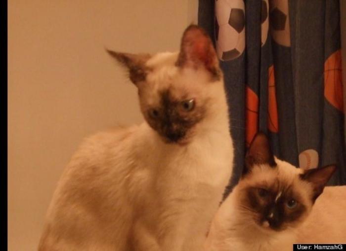 ¿Qué hacen un tigre o un león si les dejas una caja de cartón? El mejor vídeo de bichinos de la semana (VÍDEO)