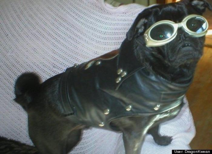 ¿Qué hacen un tigre o un león si les dejas una caja de cartón? El mejor vídeo de bichinos de la semana (VÍDEO)