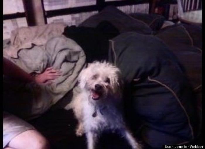 ¿Qué hacen un tigre o un león si les dejas una caja de cartón? El mejor vídeo de bichinos de la semana (VÍDEO)