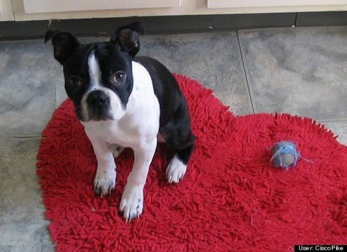 ¿Qué hacen un tigre o un león si les dejas una caja de cartón? El mejor vídeo de bichinos de la semana (VÍDEO)