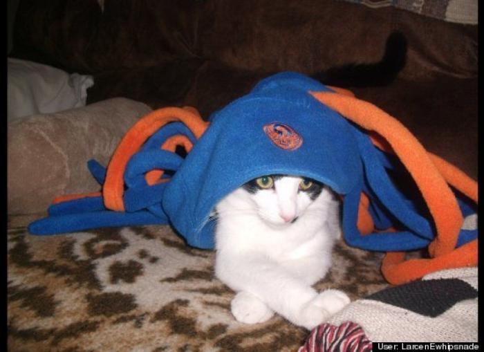 ¿Qué hacen un tigre o un león si les dejas una caja de cartón? El mejor vídeo de bichinos de la semana (VÍDEO)