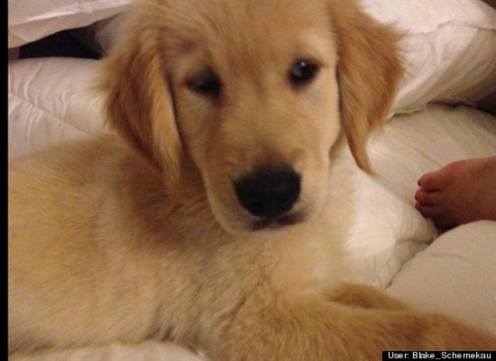 ¿Qué hacen un tigre o un león si les dejas una caja de cartón? El mejor vídeo de bichinos de la semana (VÍDEO)