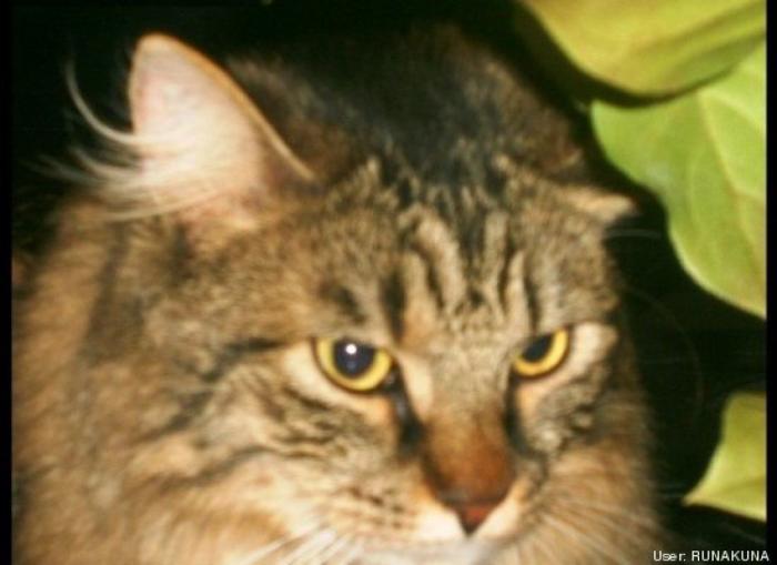 ¿Qué hacen un tigre o un león si les dejas una caja de cartón? El mejor vídeo de bichinos de la semana (VÍDEO)