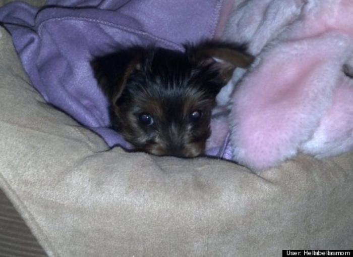 ¿Qué hacen un tigre o un león si les dejas una caja de cartón? El mejor vídeo de bichinos de la semana (VÍDEO)