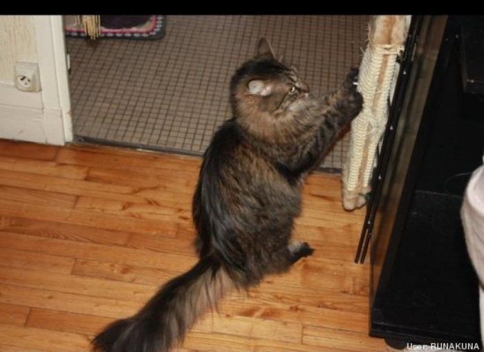 ¿Qué hacen un tigre o un león si les dejas una caja de cartón? El mejor vídeo de bichinos de la semana (VÍDEO)