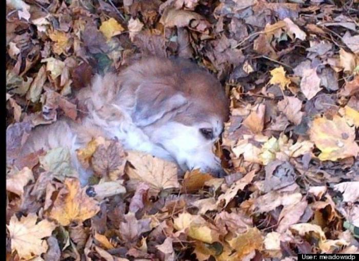 ¿Qué hacen un tigre o un león si les dejas una caja de cartón? El mejor vídeo de bichinos de la semana (VÍDEO)