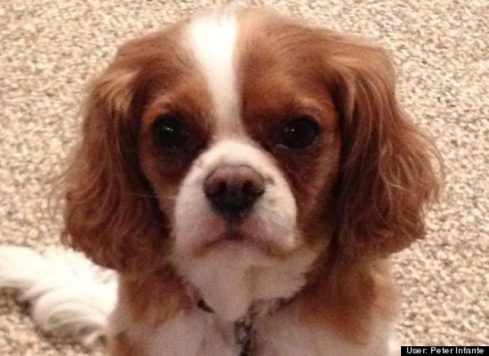 ¿Qué hacen un tigre o un león si les dejas una caja de cartón? El mejor vídeo de bichinos de la semana (VÍDEO)