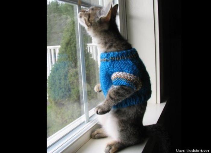 ¿Qué hacen un tigre o un león si les dejas una caja de cartón? El mejor vídeo de bichinos de la semana (VÍDEO)