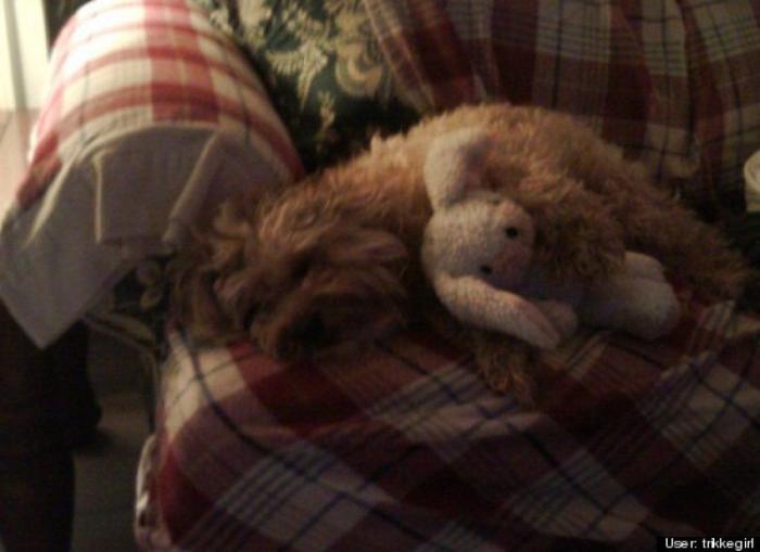 ¿Qué hacen un tigre o un león si les dejas una caja de cartón? El mejor vídeo de bichinos de la semana (VÍDEO)