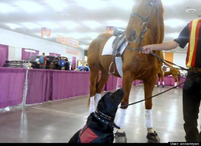 ¿Qué hacen un tigre o un león si les dejas una caja de cartón? El mejor vídeo de bichinos de la semana (VÍDEO)
