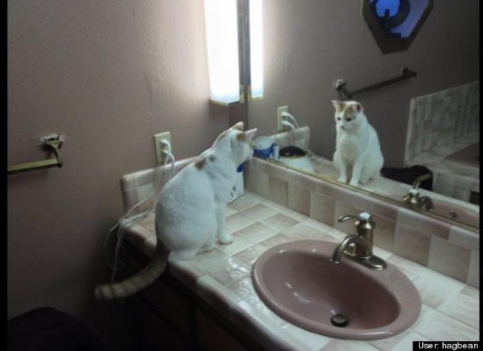 ¿Qué hacen un tigre o un león si les dejas una caja de cartón? El mejor vídeo de bichinos de la semana (VÍDEO)