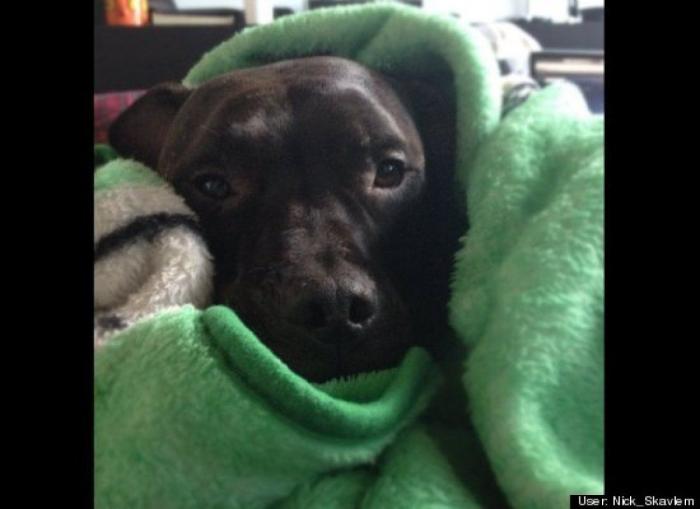 ¿Qué hacen un tigre o un león si les dejas una caja de cartón? El mejor vídeo de bichinos de la semana (VÍDEO)